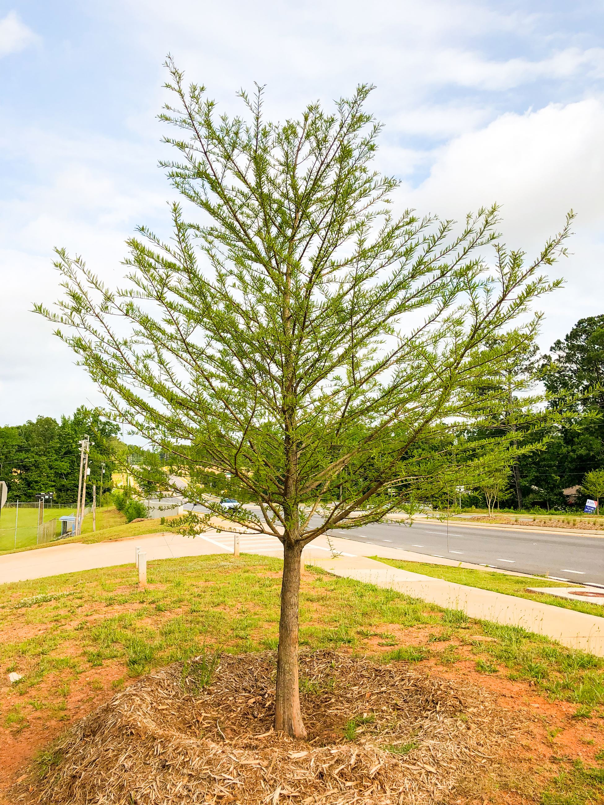 Trees on Mars Hill Road 1