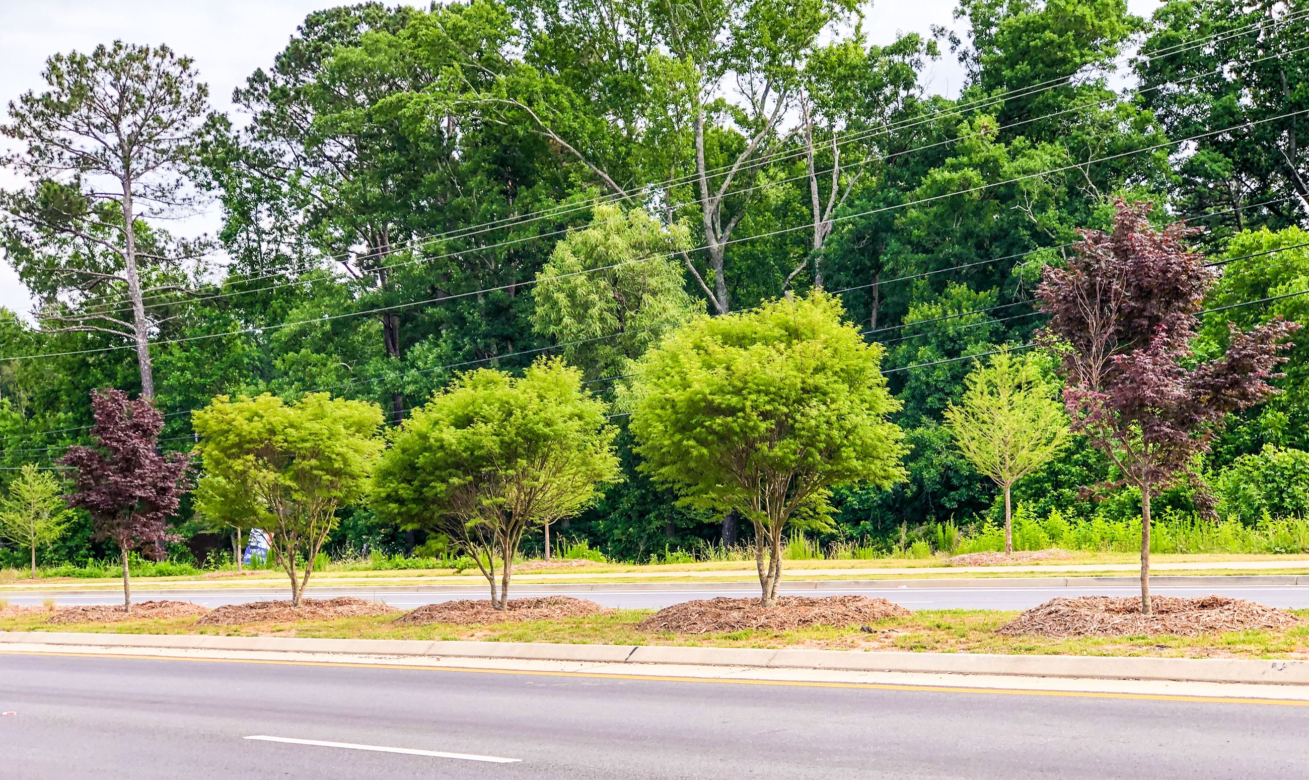 Trees on Mars Hill Road 2